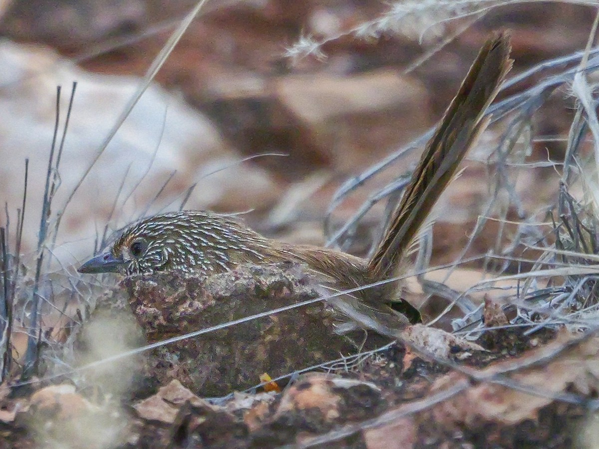 Dusky Grasswren - ML623588791