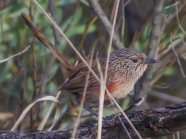 Dusky Grasswren - ML623588792