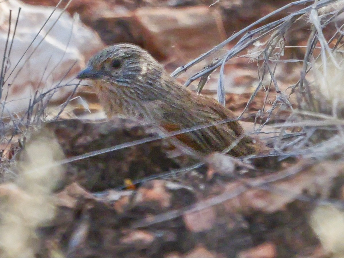 Dusky Grasswren - ML623588793