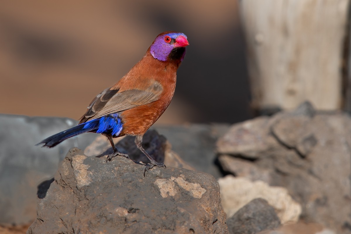 Violet-eared Waxbill - ML623588795