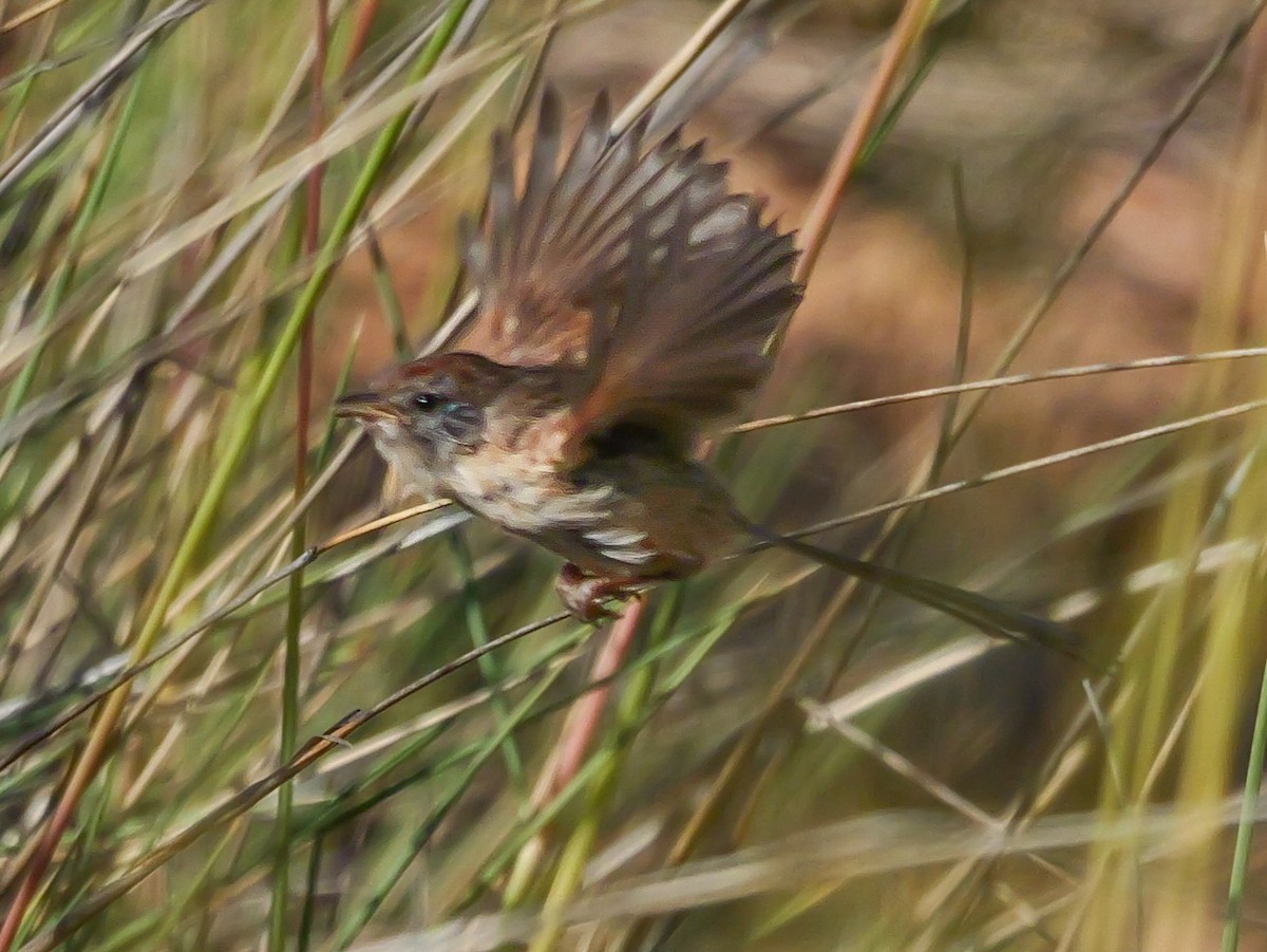 Rufous-crowned Emuwren - ML623588798