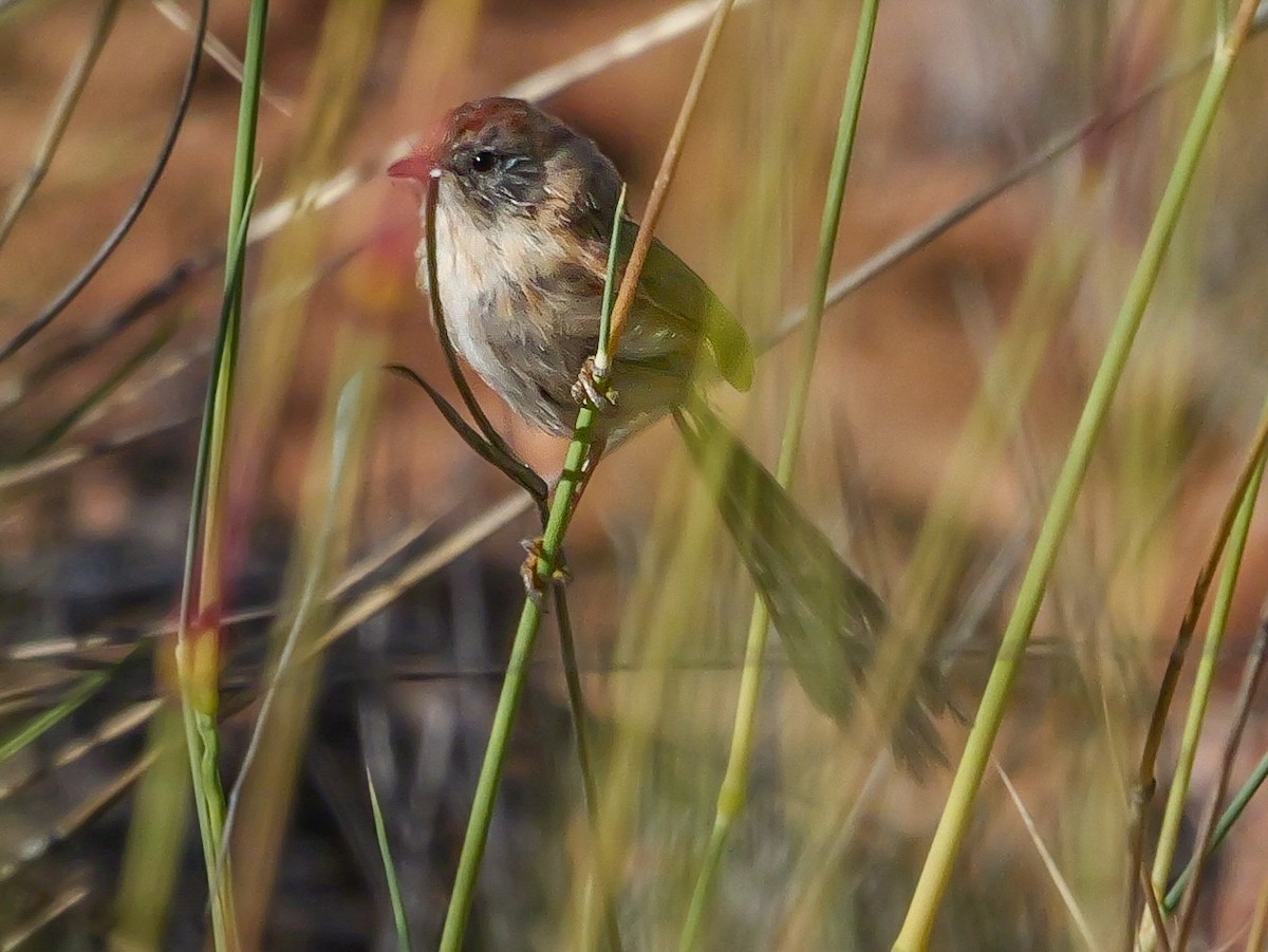 Rufous-crowned Emuwren - ML623588799