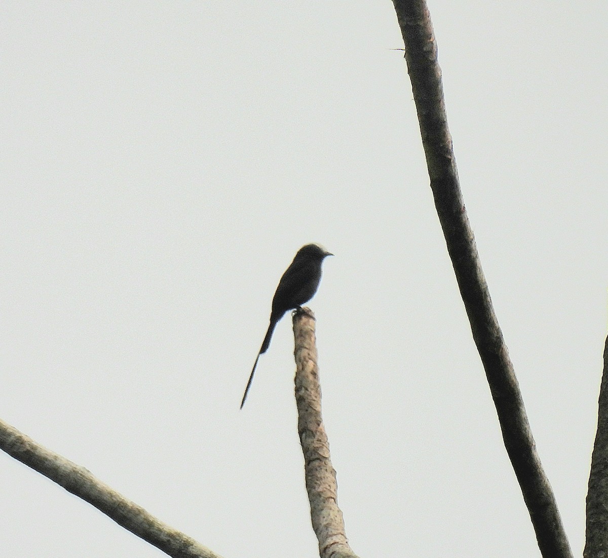 Long-tailed Tyrant - ML623588801