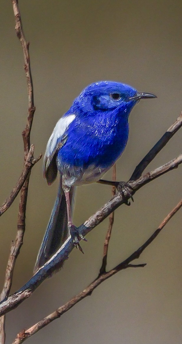 White-winged Fairywren - ML623588802