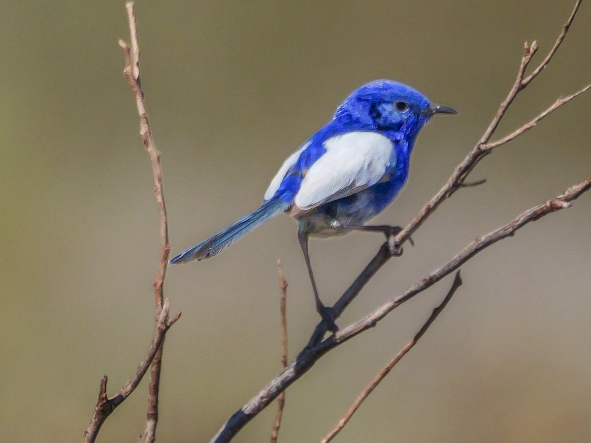 White-winged Fairywren - ML623588803