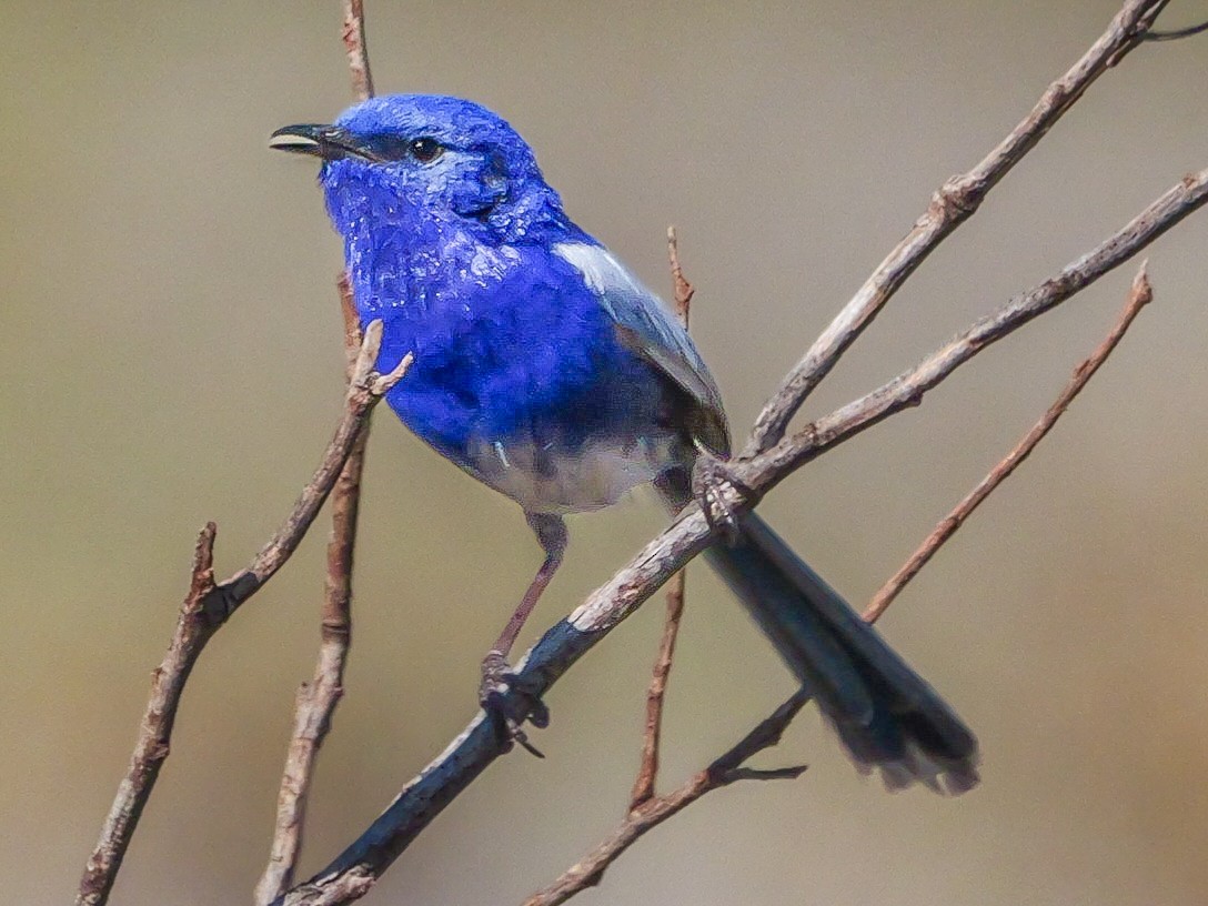 White-winged Fairywren - ML623588804