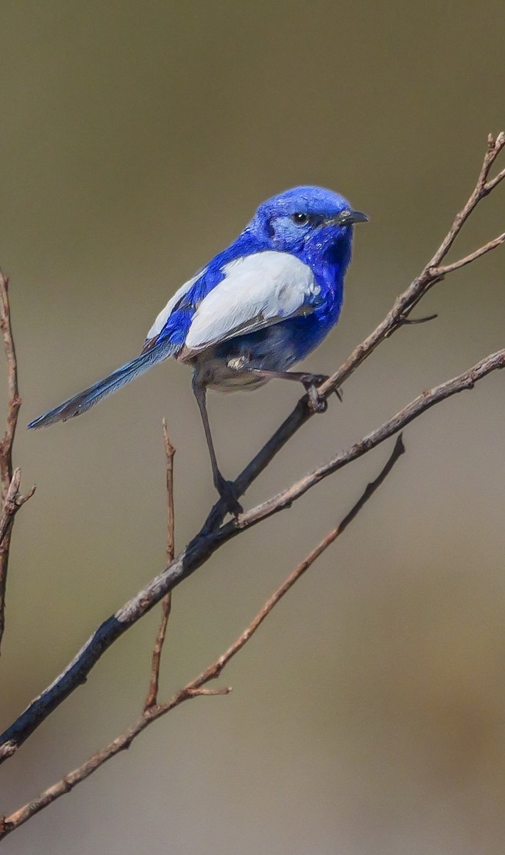 White-winged Fairywren - Roger Horn