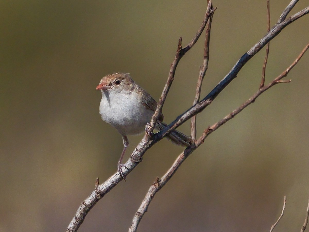 White-winged Fairywren - ML623588806