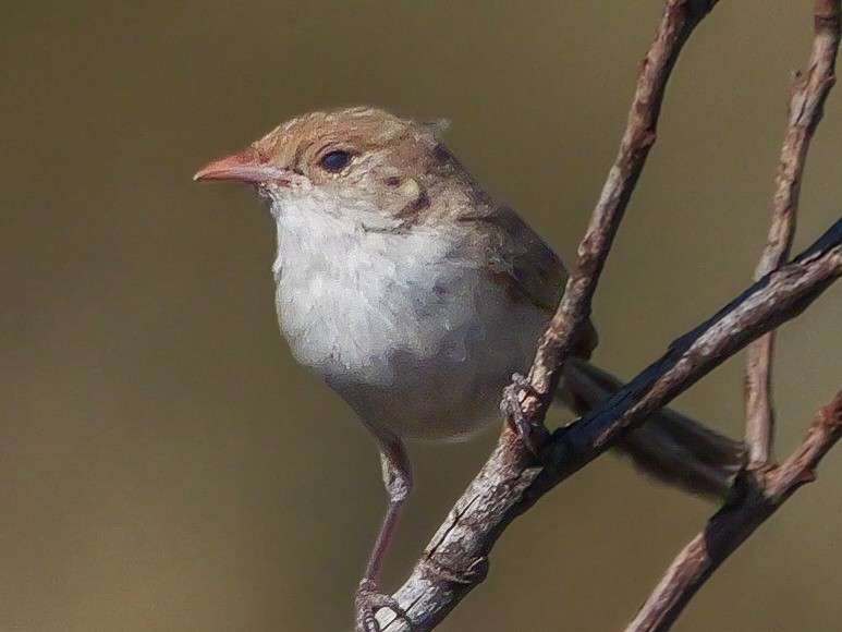 White-winged Fairywren - ML623588807