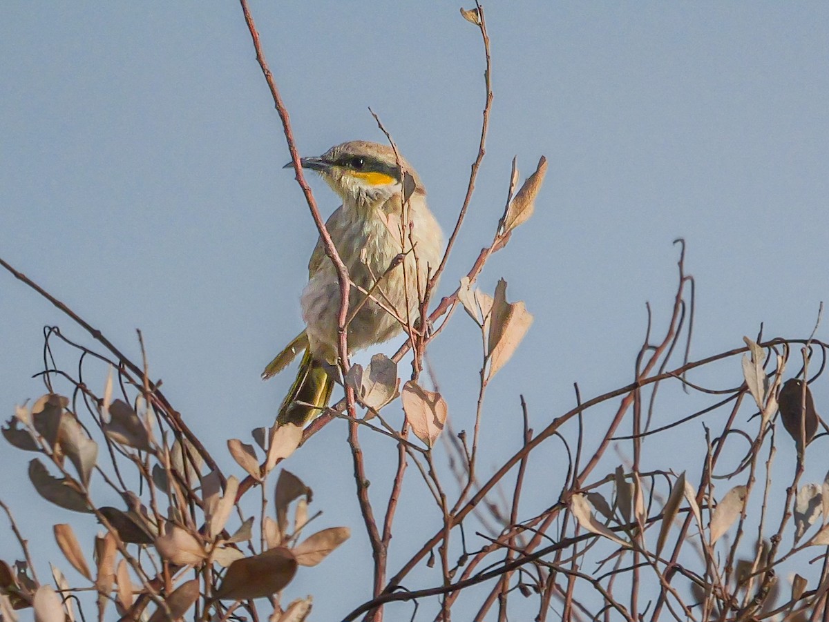 Singing Honeyeater - ML623588809