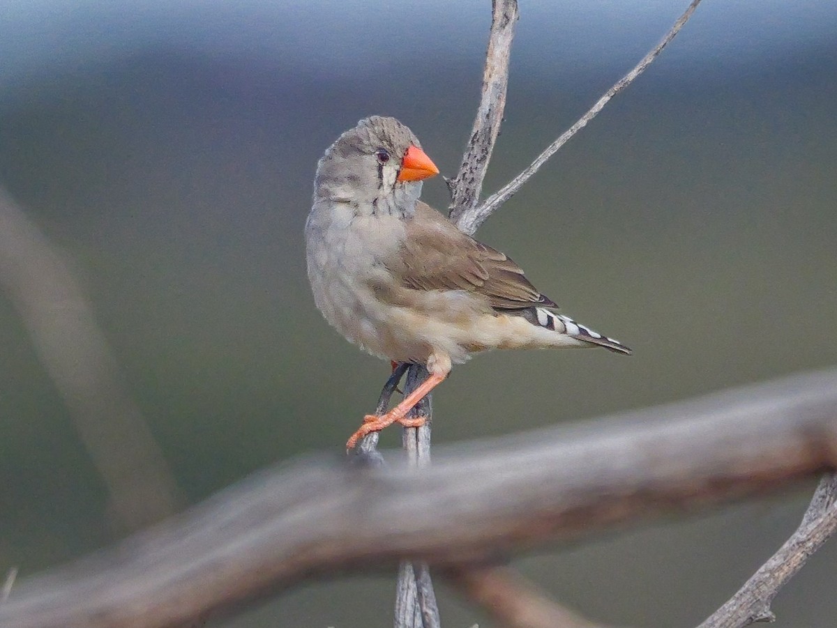 פרושית זברה - ML623588810