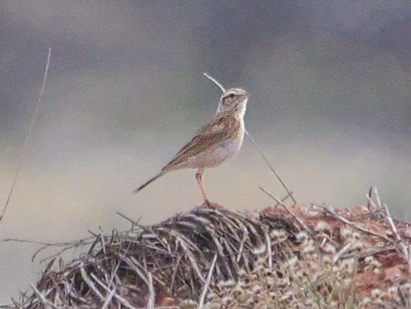 Australian Pipit - ML623588812