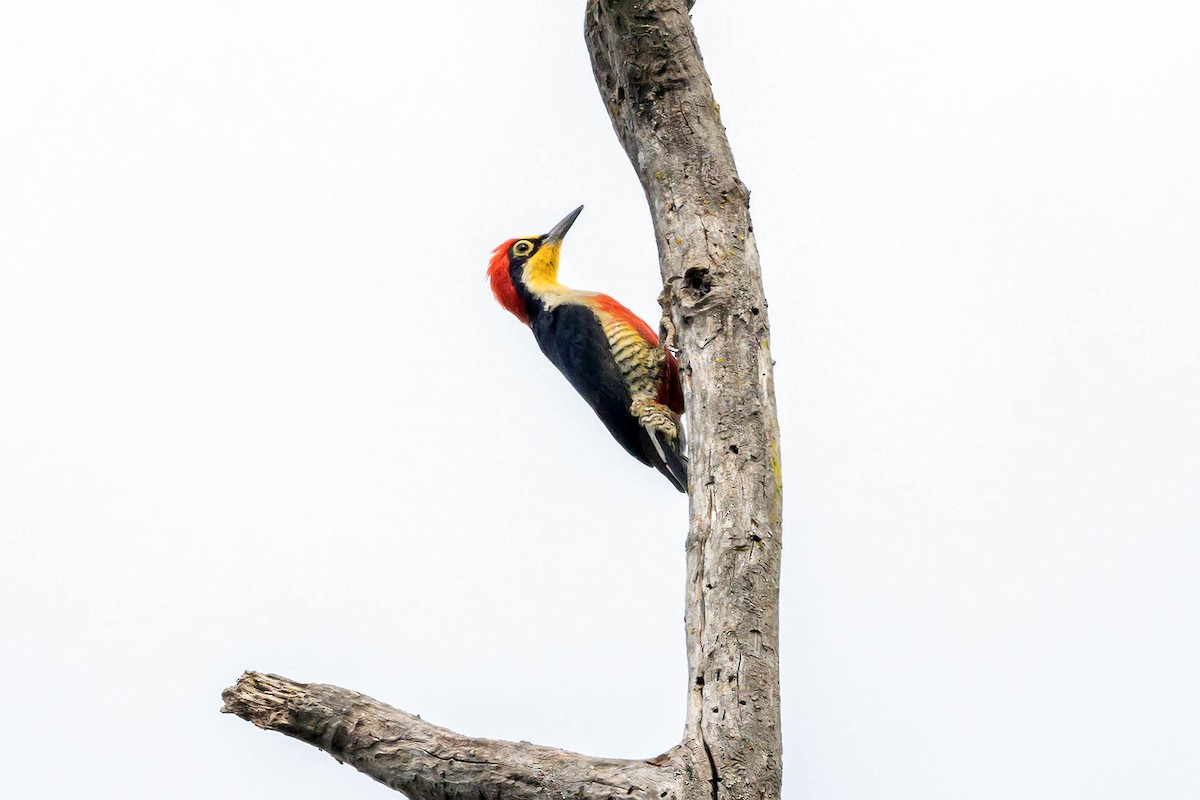 Yellow-fronted Woodpecker - ML623588839