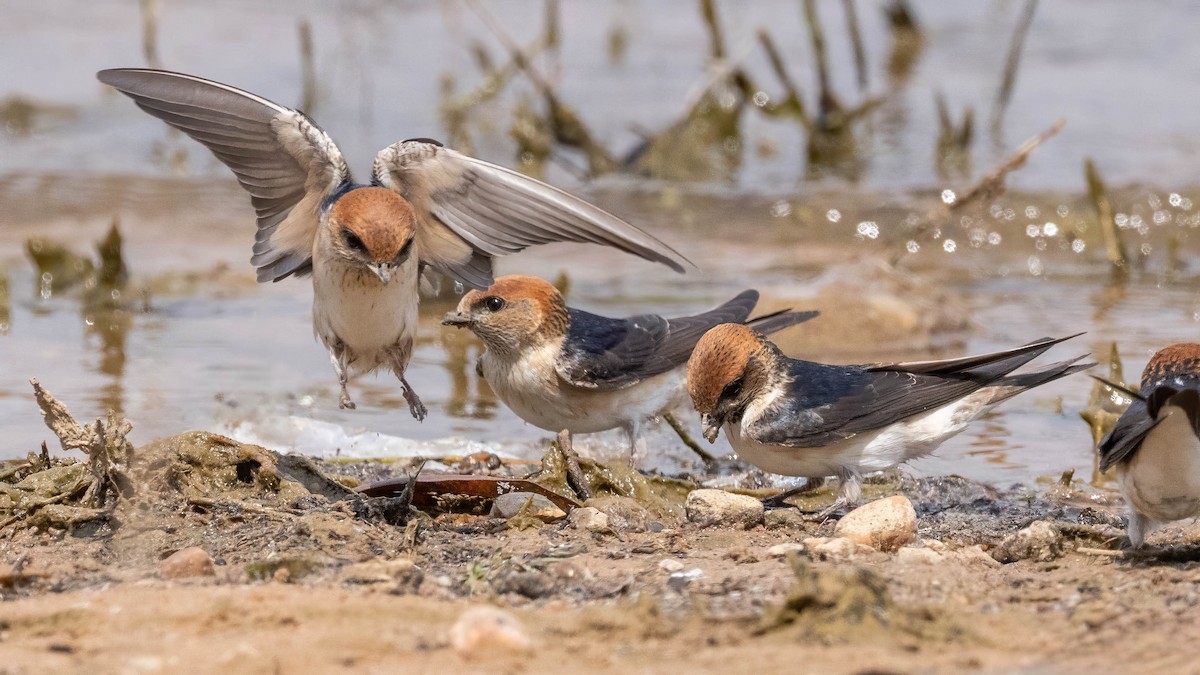 Fairy Martin - ML623588840