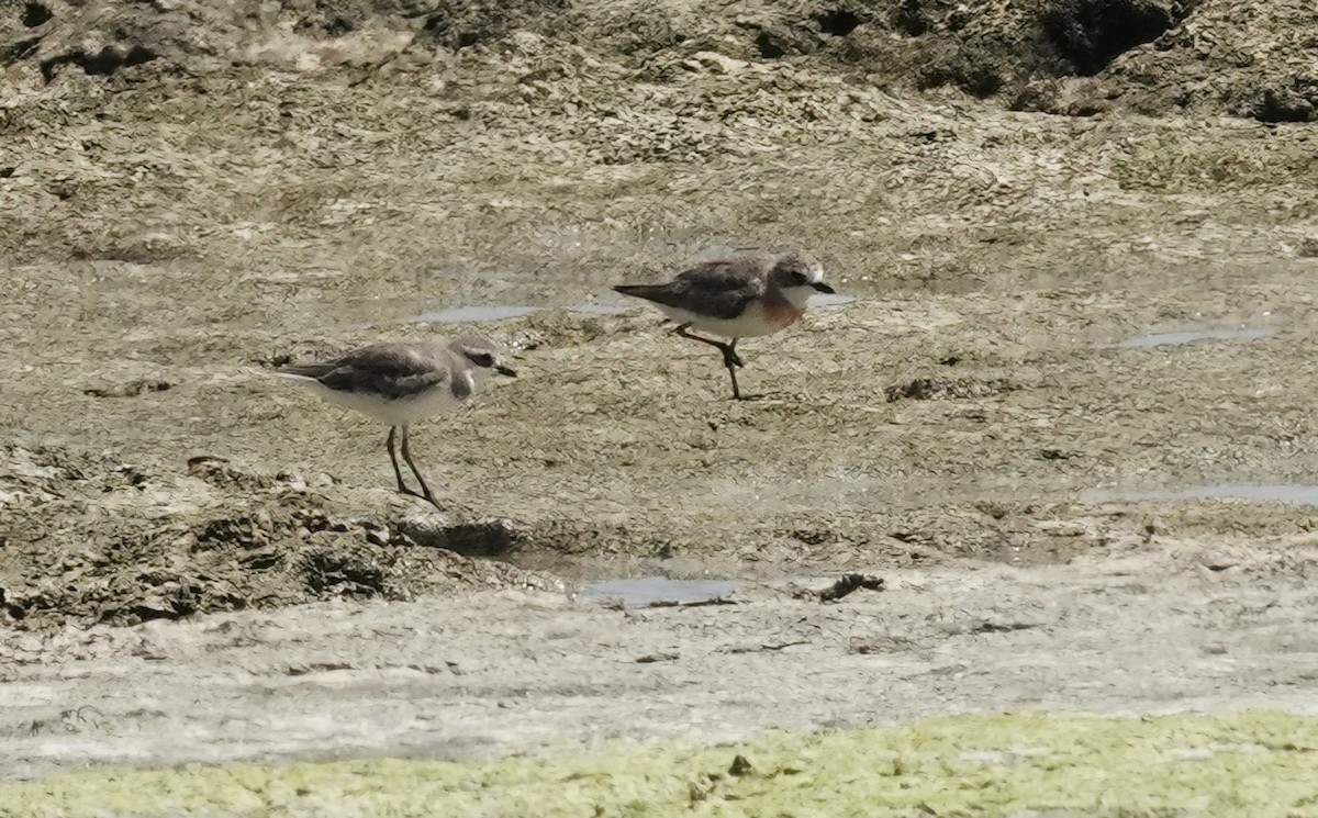 Siberian Sand-Plover - ML623588906