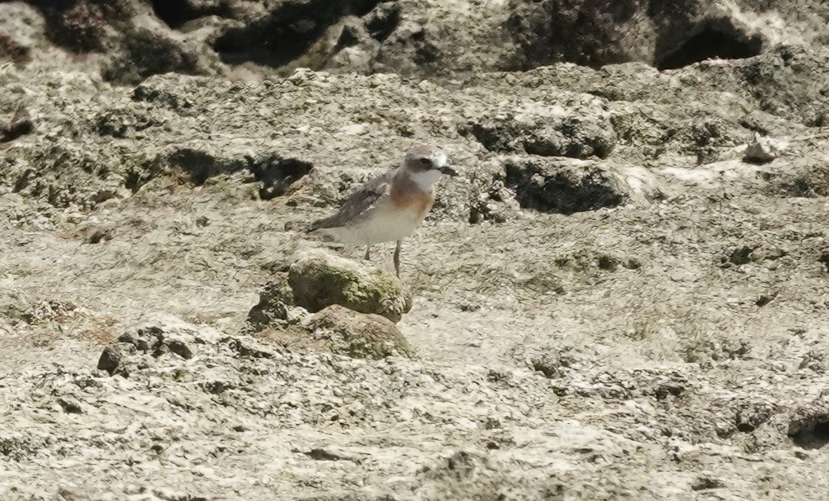 Siberian Sand-Plover - ML623588911