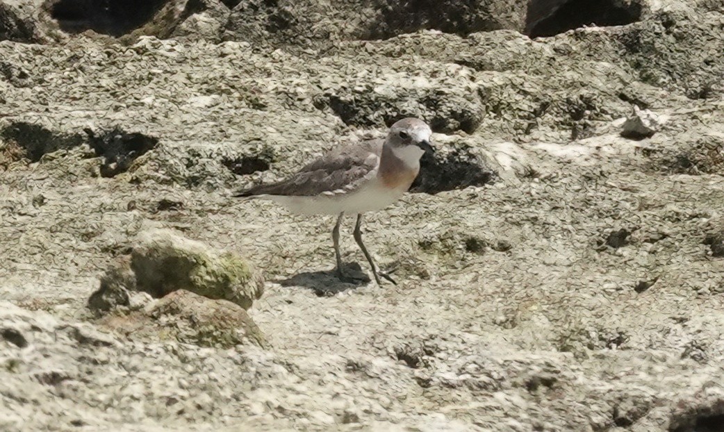 Siberian Sand-Plover - ML623588915