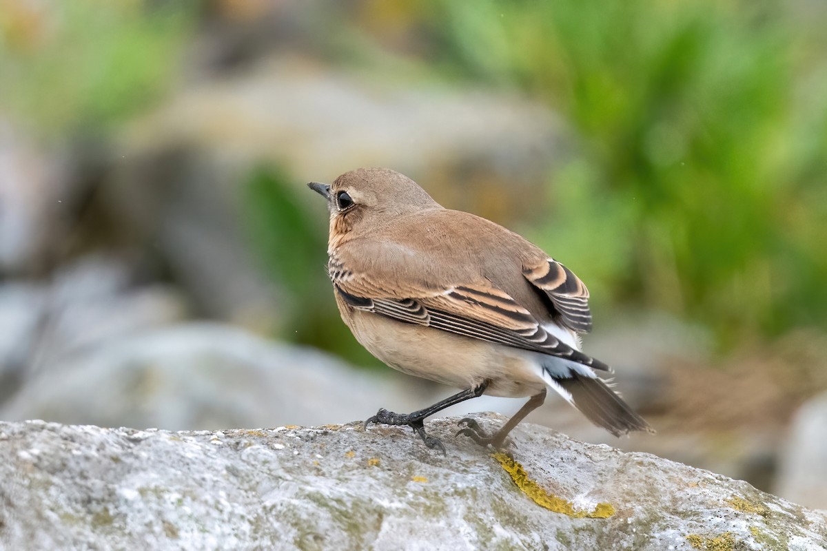 Northern Wheatear - Matthew Hobbs