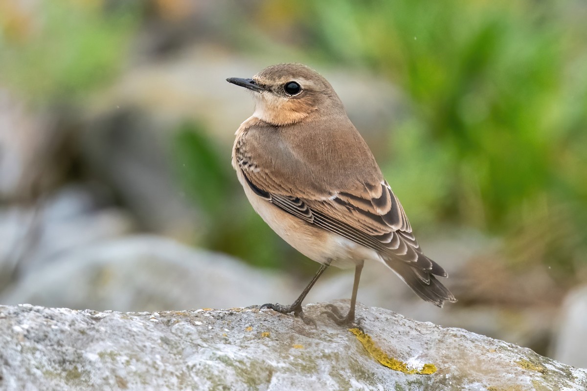 Northern Wheatear - Matthew Hobbs