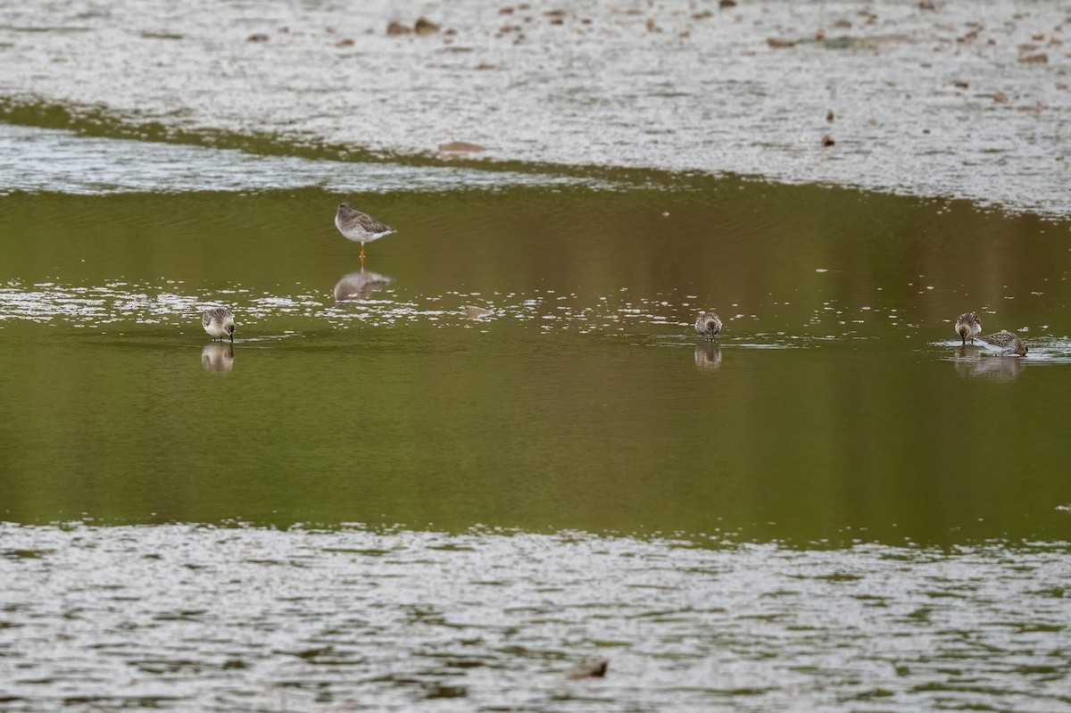 Curlew Sandpiper - Matthew Hobbs