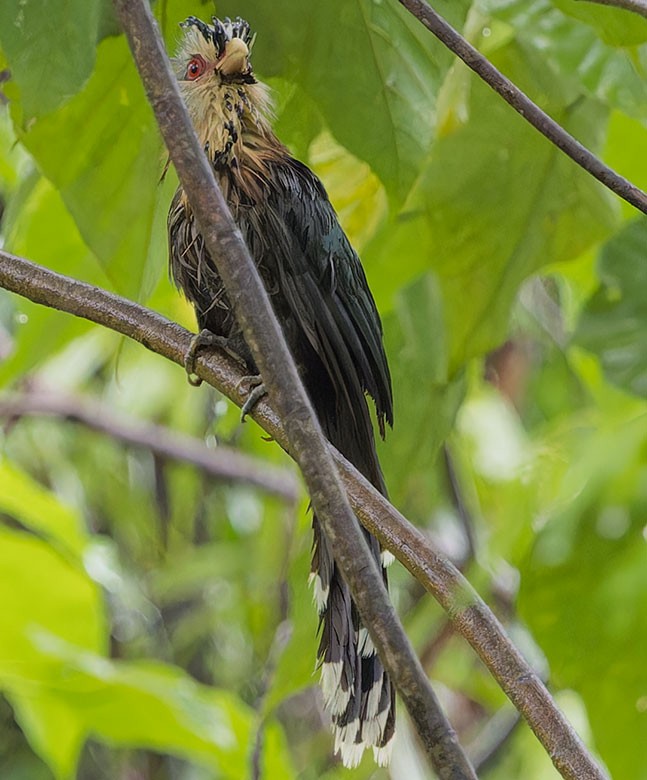 Scale-feathered Malkoha - ML623588960