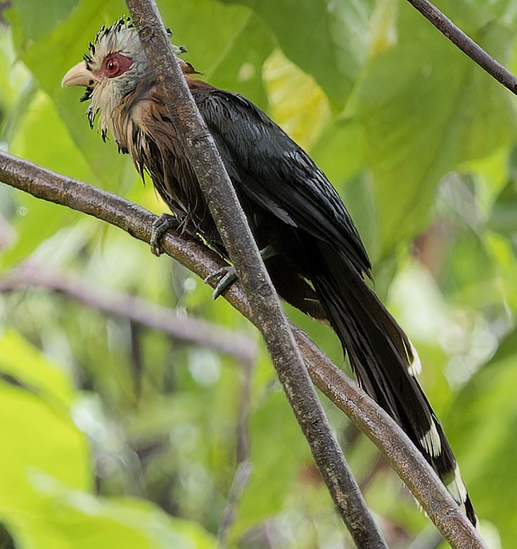 Scale-feathered Malkoha - ML623588961