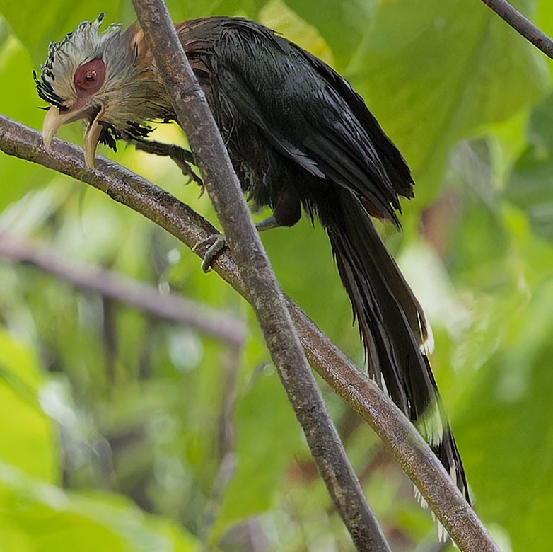 Scale-feathered Malkoha - ML623588962