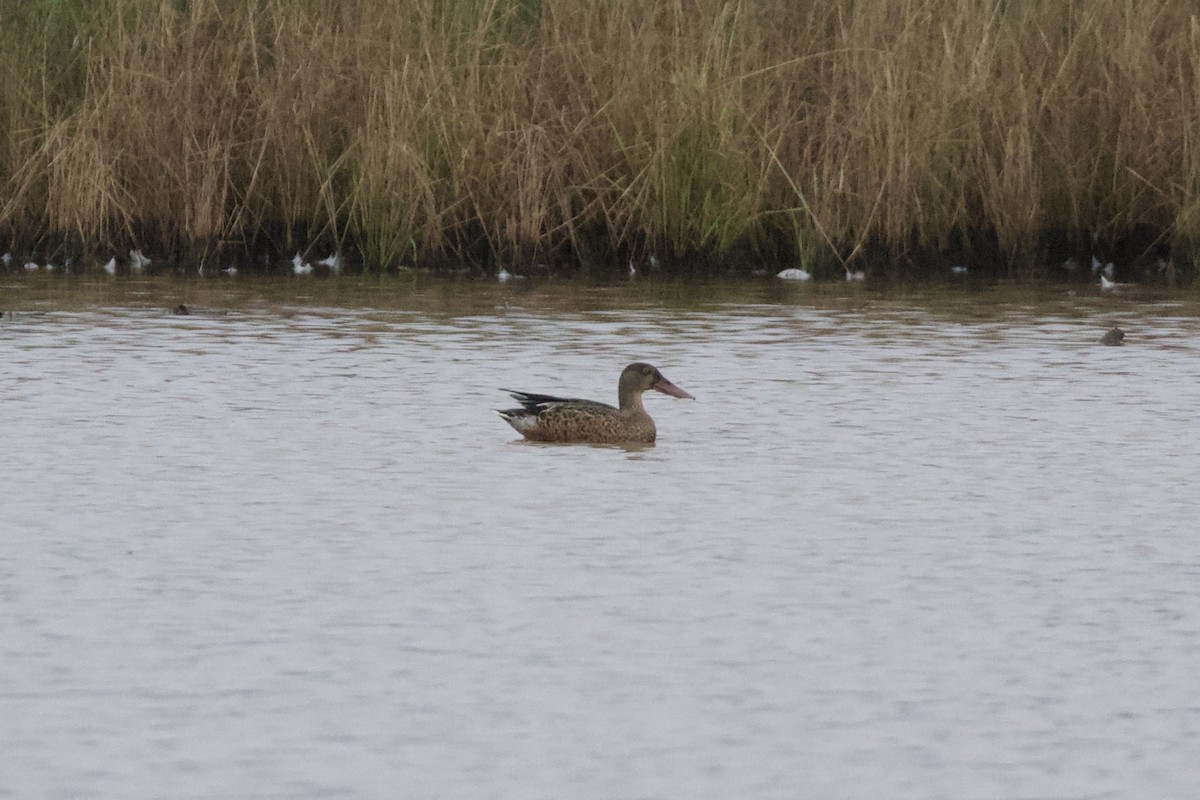 Northern Shoveler - Thomas Doebel