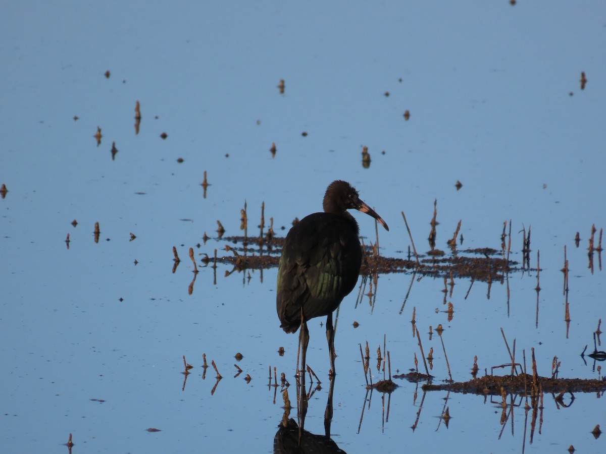 Beltzaran arrunta - ML623588994