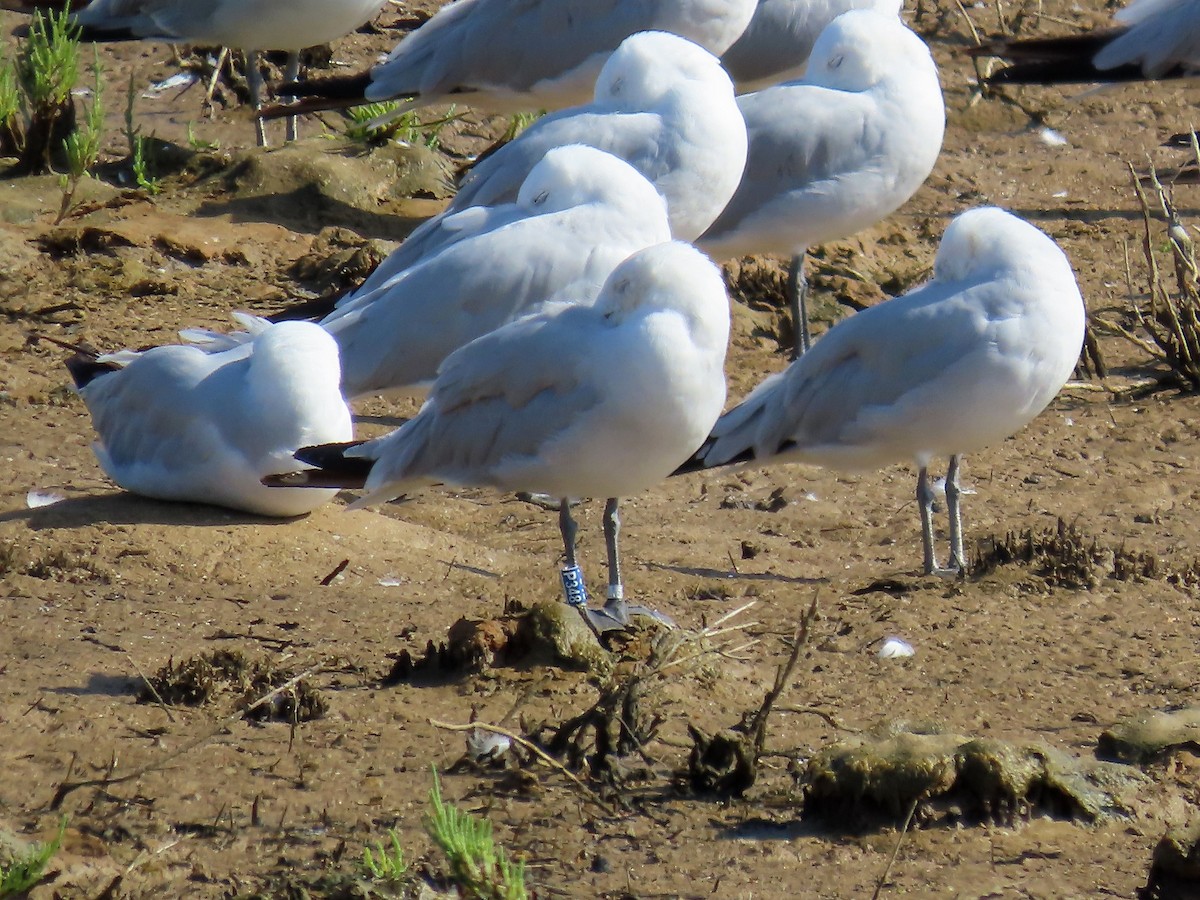 Gaviota de Audouin - ML623589029