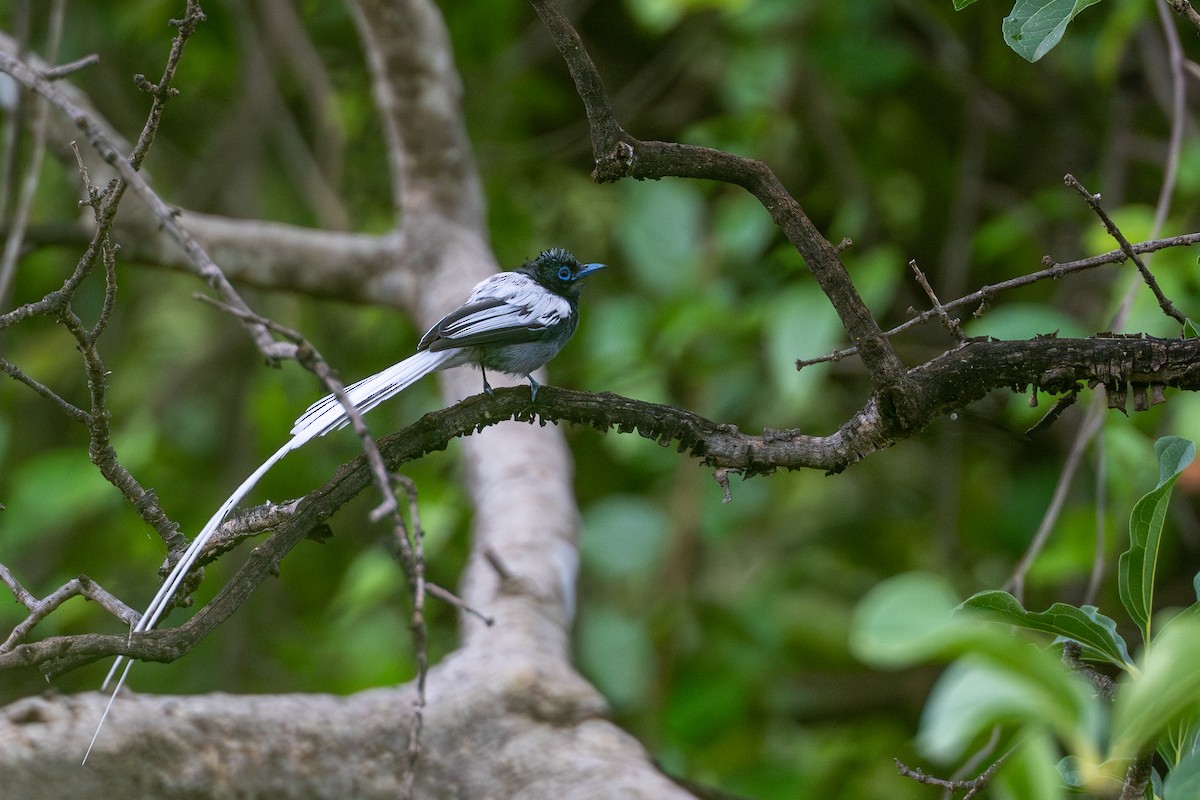 African Paradise-Flycatcher - ML623589053