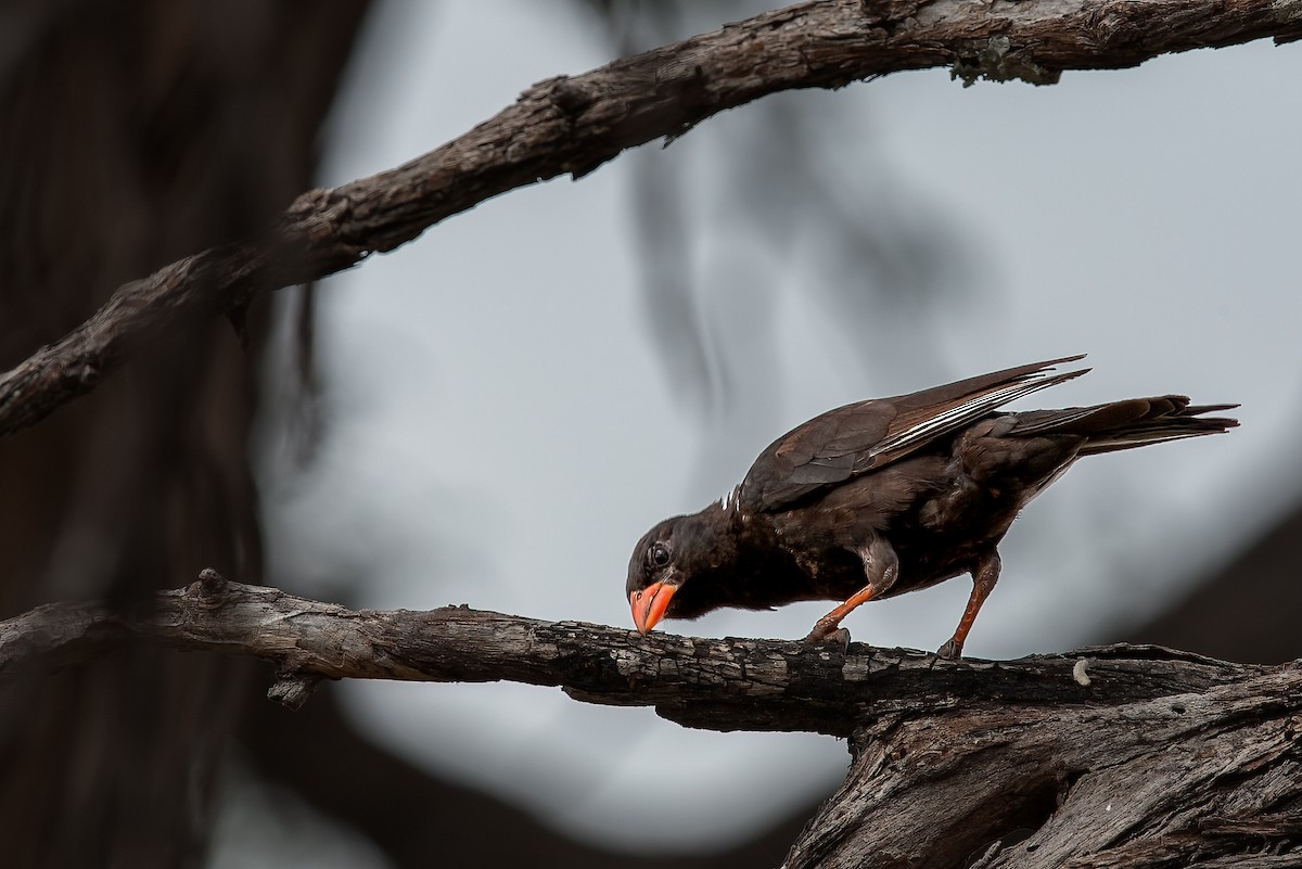 Red-billed Buffalo-Weaver - ML623589096