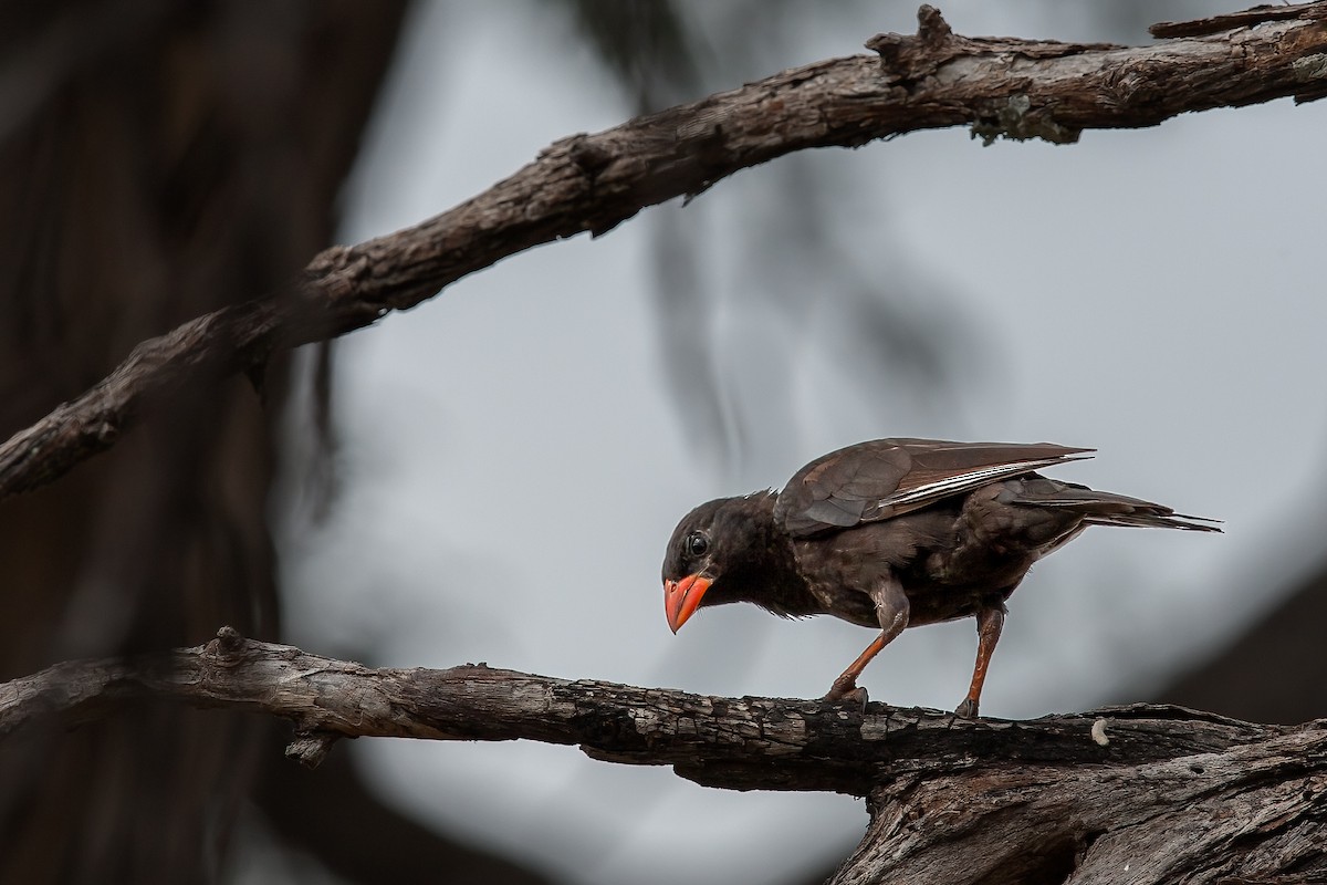 Red-billed Buffalo-Weaver - ML623589097