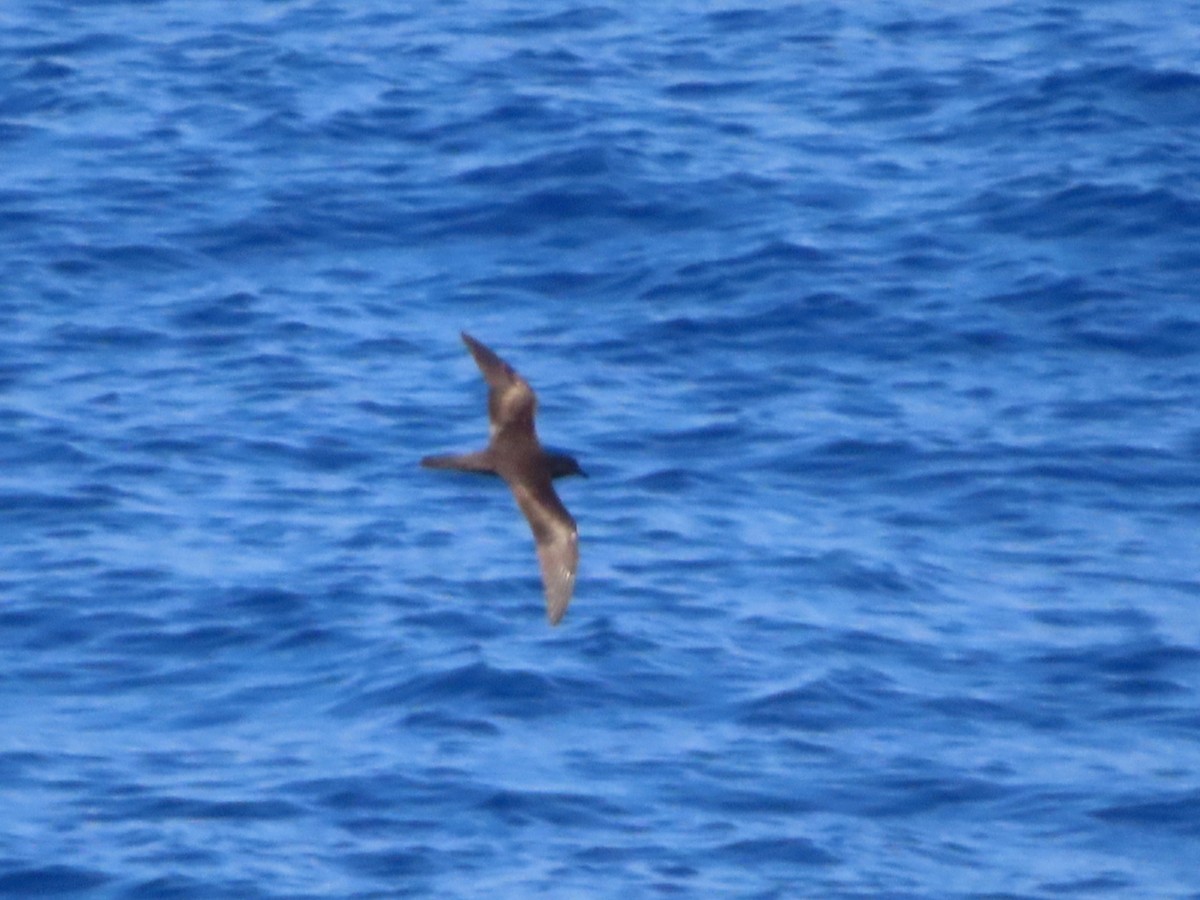 Bulwer's Petrel - ML623589100