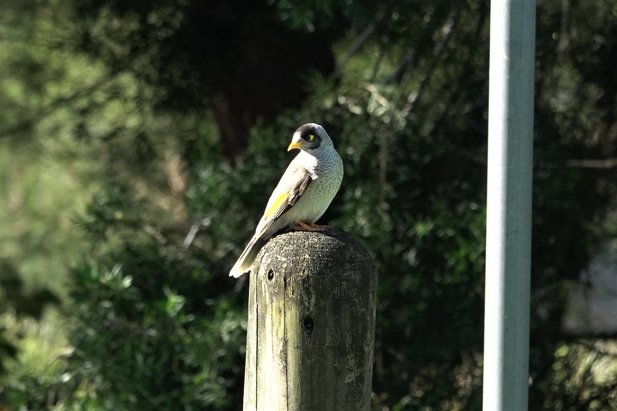 Noisy Miner - ML623589142