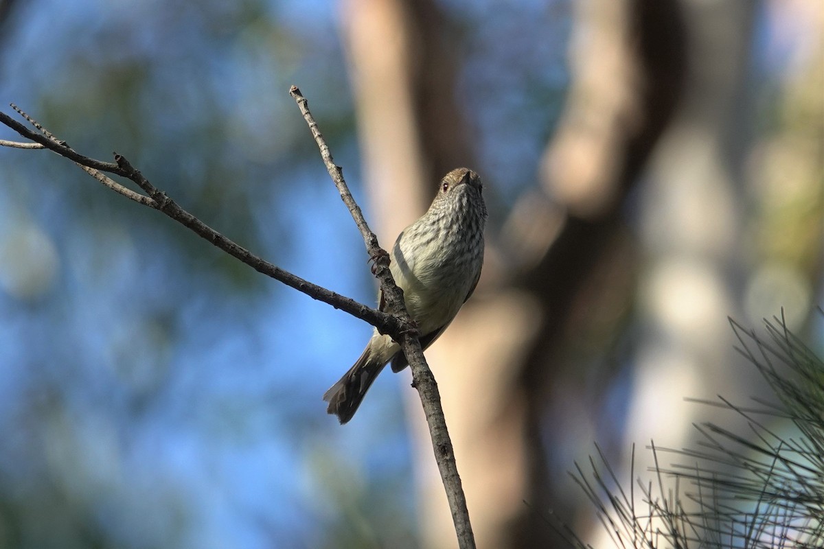 Brown Thornbill - ML623589170