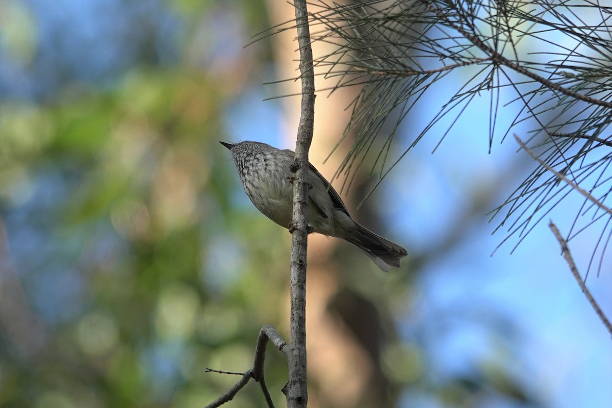 Brown Thornbill - ML623589171