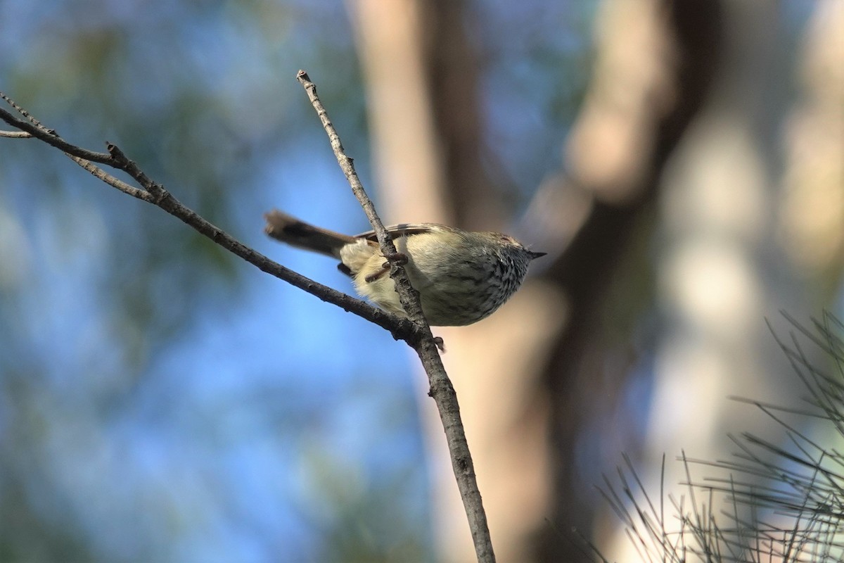 Brown Thornbill - ML623589172