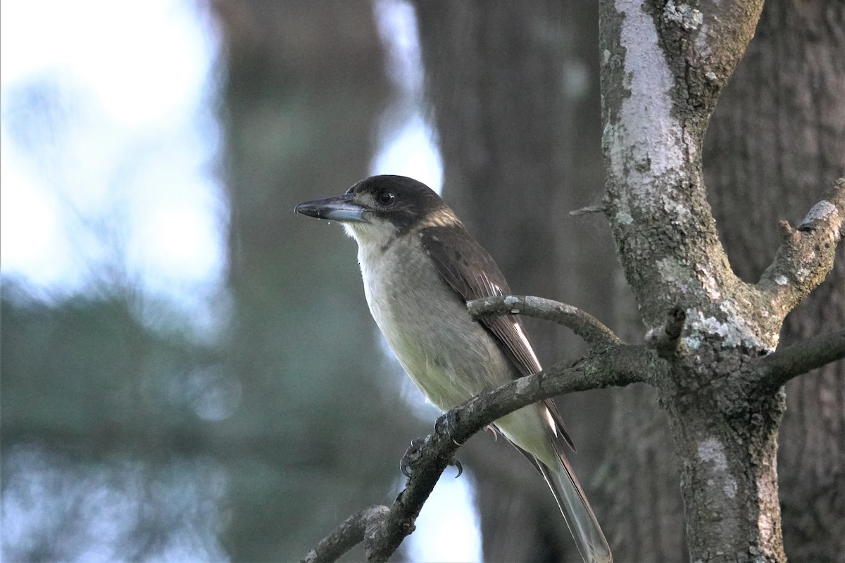 Gray Butcherbird - ML623589175