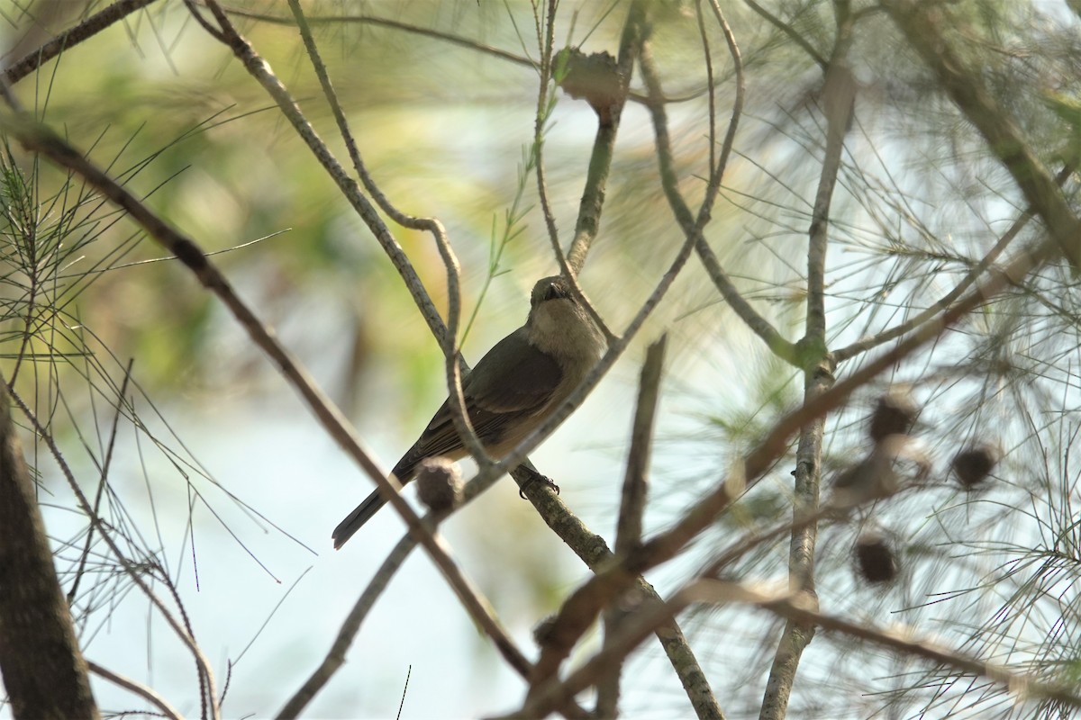 Golden Whistler - ML623589179