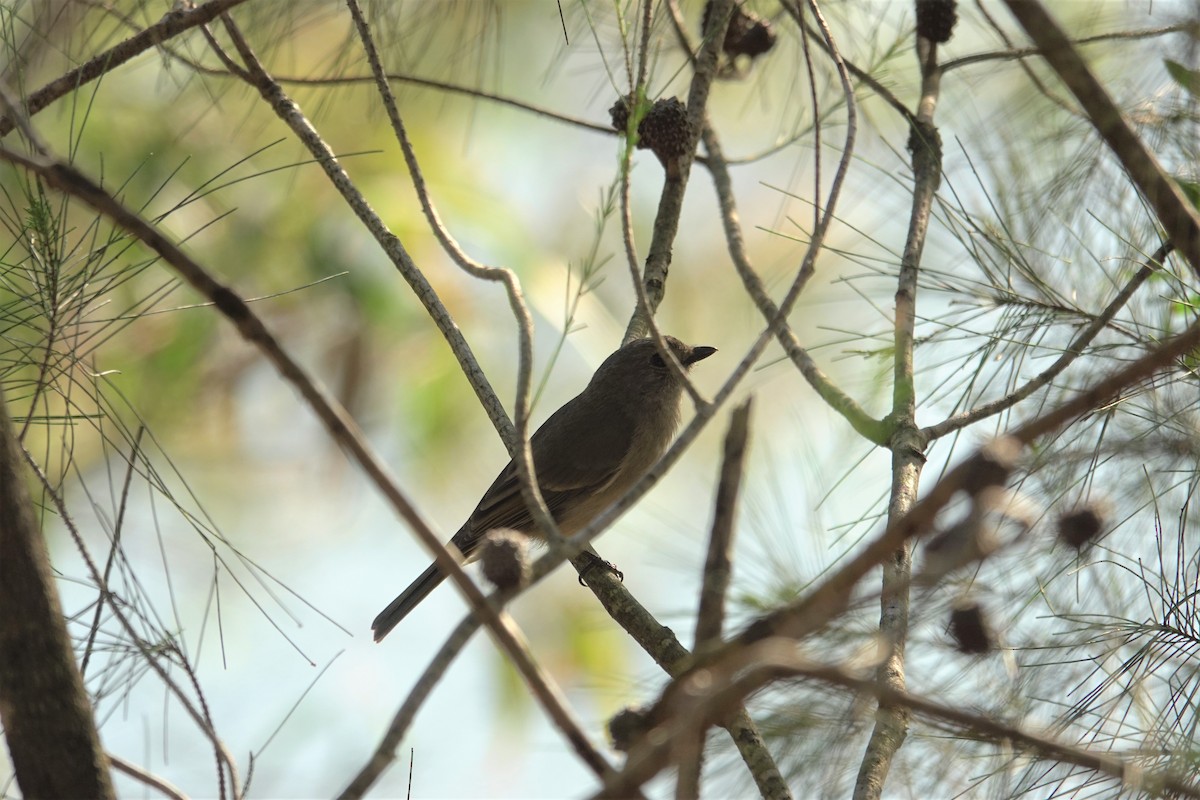 Golden Whistler - ML623589180