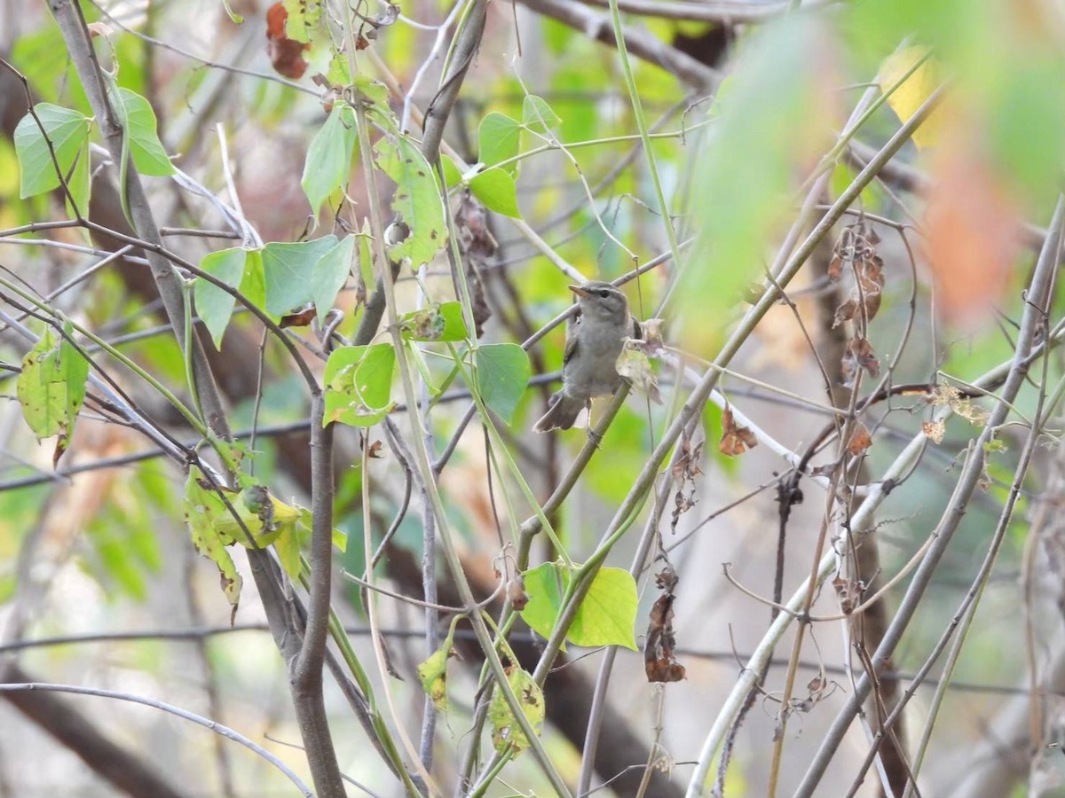 Phylloscopus sp. - ML623589206