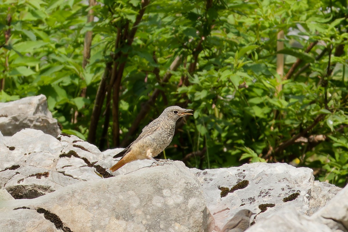 Rufous-tailed Rock-Thrush - ML623589320