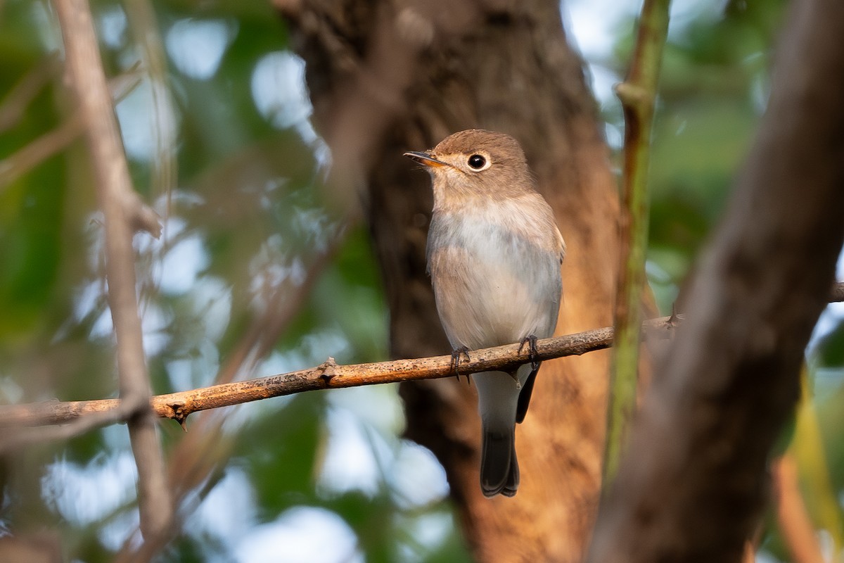 Asian Brown Flycatcher - ML623589328