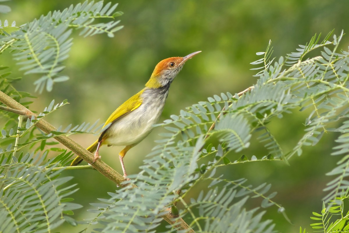 Dark-necked Tailorbird - ML623589349