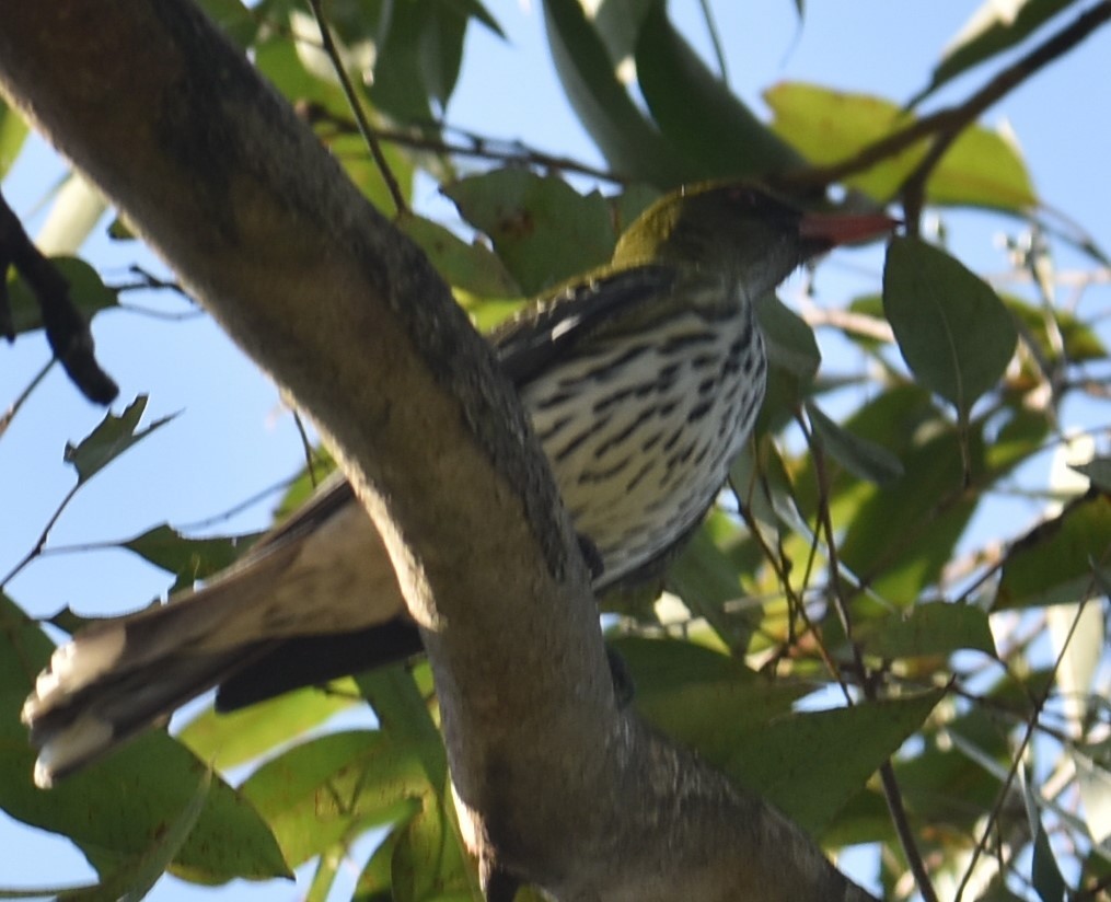 Olive-backed Oriole - Mark Tarnawski