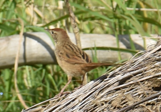 Tawny Grassbird - ML623589453