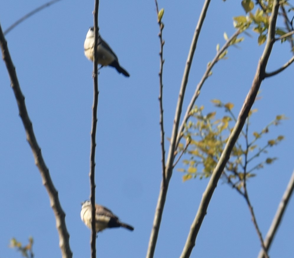 Double-barred Finch - Mark Tarnawski