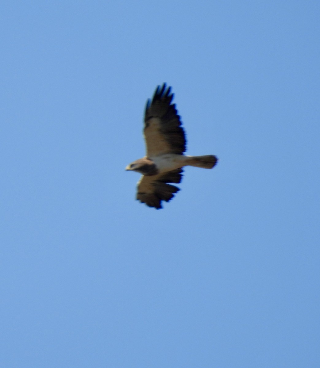 Swainson's Hawk - ML623589492