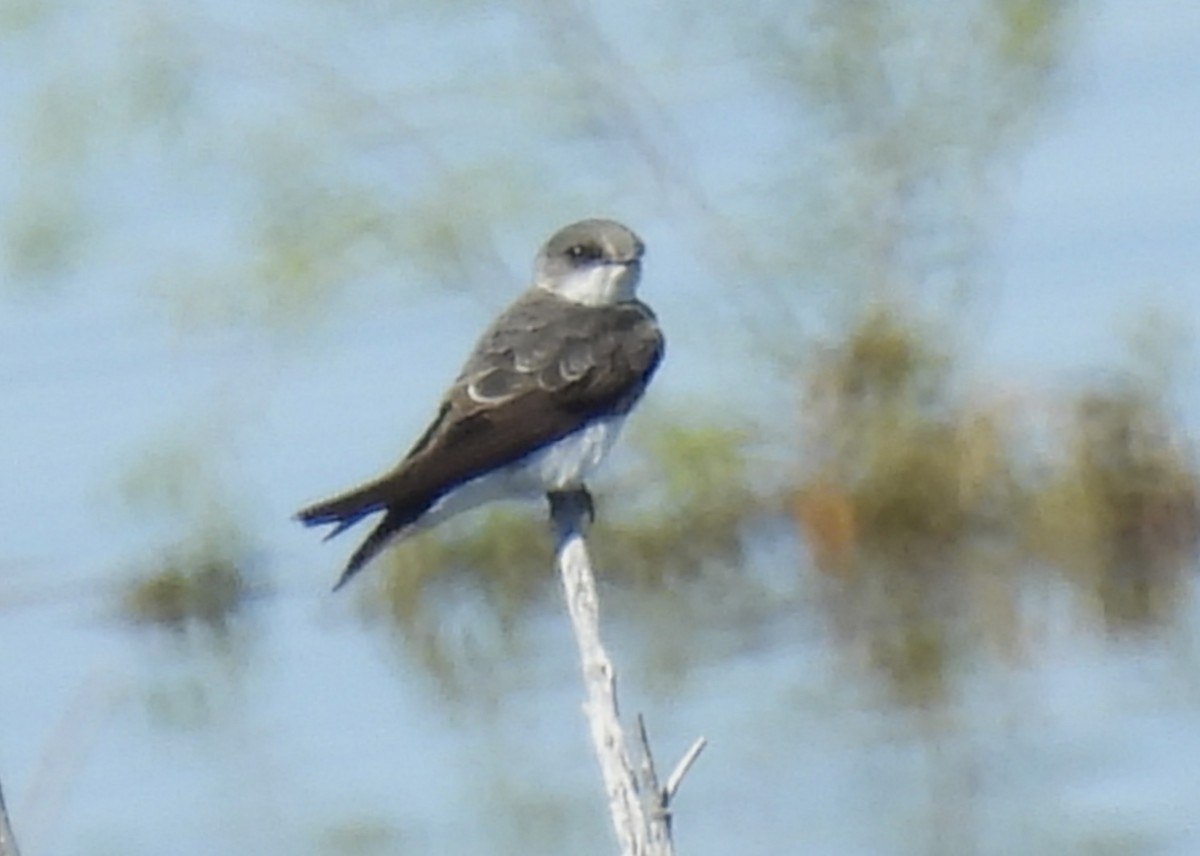 Bank Swallow - ML623589496